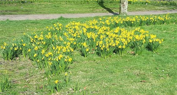 Het is echt lente nu - Lommel