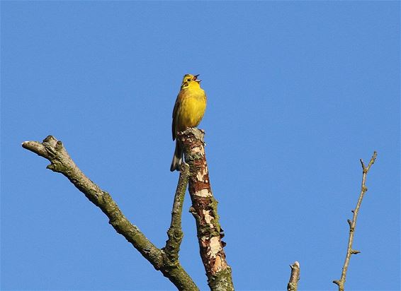 Het is geel en het zingt - Neerpelt