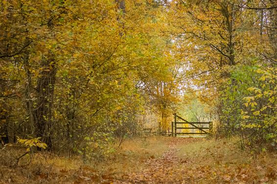 Het is herfst - Overpelt