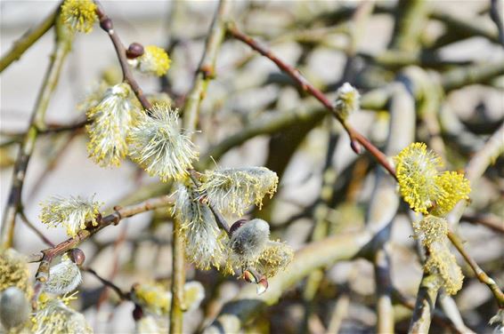 Het is lente in de tuin - Lommel