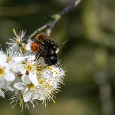 Het is lente: parende gehoornde metselbijen - Pelt