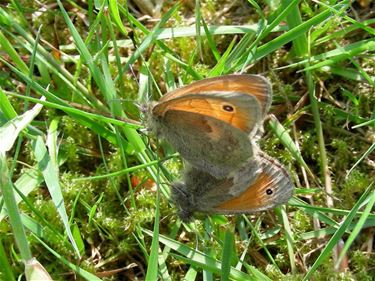 Het is lente: parende hooibeestjes