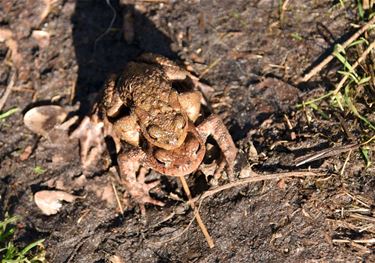 Het is lente: parende padden