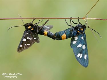 Het is lente: parende phegeavlinders