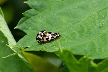 Het is lente: parende schaakbordlieveheersbeestjes