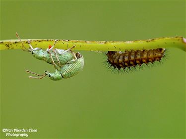 Het is lente: parende snuitkevers