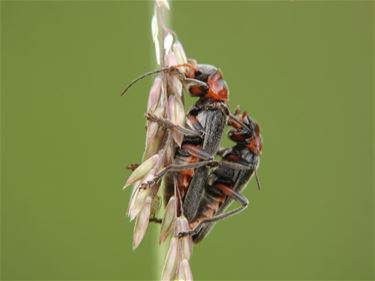 Het is lente: parende zwartpootsoldaatjes