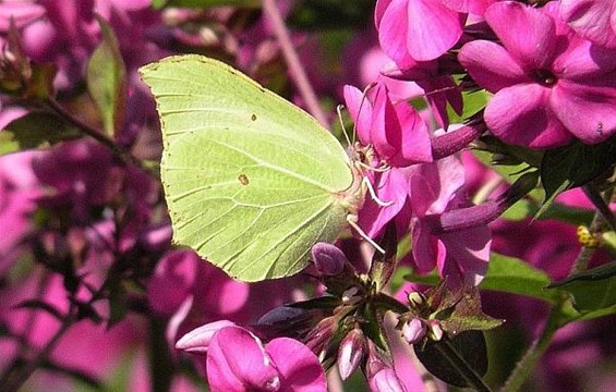 Het is lente! - Meeuwen-Gruitrode