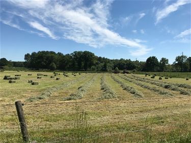 Het is ook hooitijd - Beringen