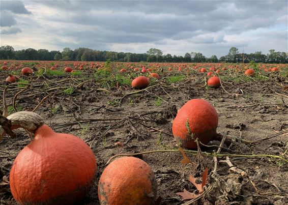 Het is pompoenentijd - Hamont-Achel