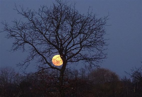 Het is volle maan - Pelt