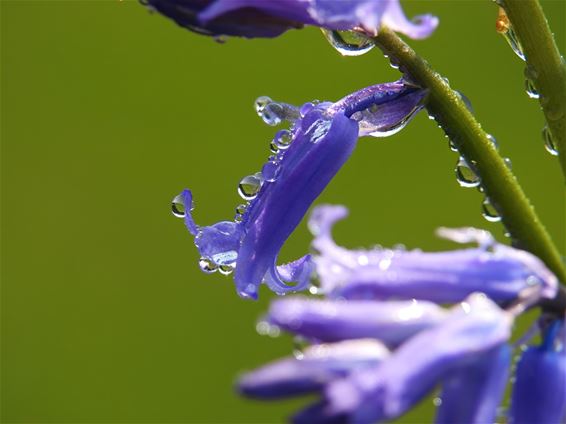Het is volop lente! - Lommel