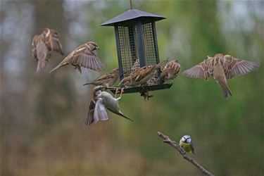 Het is weer Vogeltelweekend