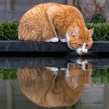 Het is Werelddierendag – ook voor Matteo!
