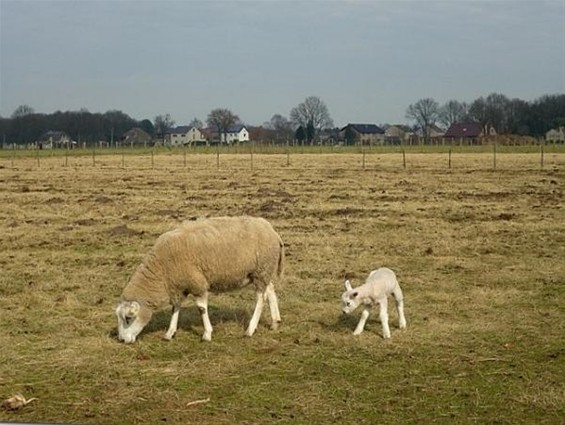 Het jaar van de ram - Meeuwen-Gruitrode