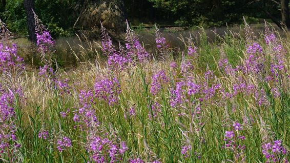 Het knikkend wilgenroosje - Lommel