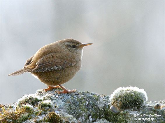 Het koninkje van de winter - Hamont-Achel