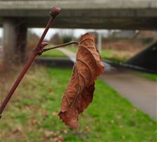 Het laatste blad - Peer