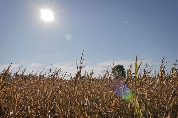 Het leek wel zomer vandaag... - Lommel