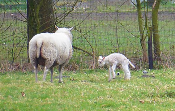 Het lentegevoel... - Lommel