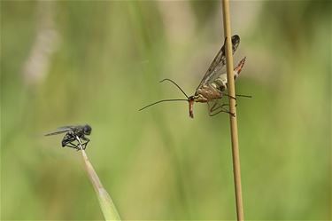 Het leven in de natuur - Hamont-Achel