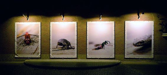 Het leven in de Schansstraat op foto's - Overpelt