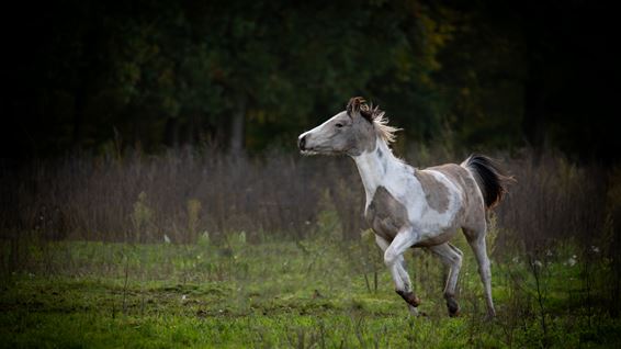 Het leven van een paard - Pelt