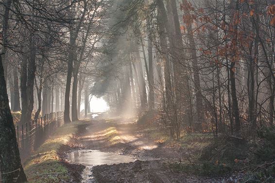 Het lijkt alweer lente te worden - Lommel