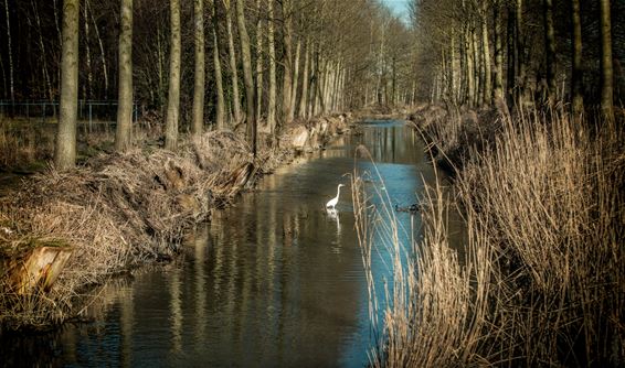 Het lijkt wel lente, maar... - Lommel