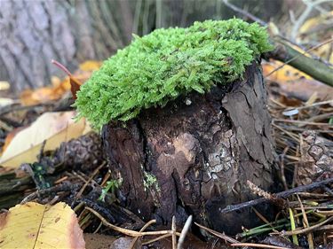 Het moeten niet altijd paddenstoelen zijn... - Pelt