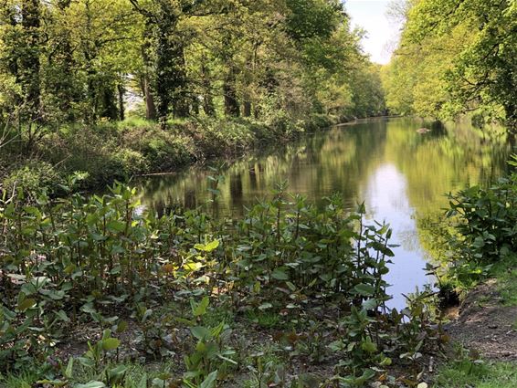 Het oud kanaal is mooi in de lente - Bocholt