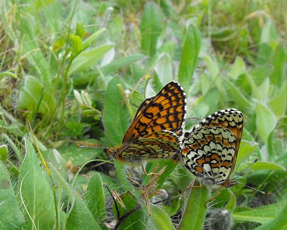 Het pareltje van de vlindervallei - Hechtel-Eksel