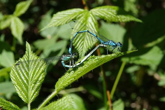 Het 'paringswiel' op het Hageven - Pelt