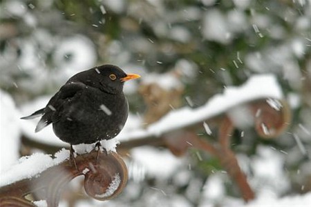 Het sneeuwde vandaag! - Lommel