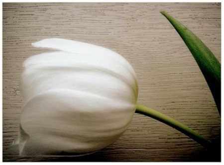 Het troosteloze van een hangend tulpenkopje - Hamont-Achel