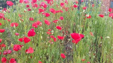 Het vurige rood van 'donderbloemen' - Beringen