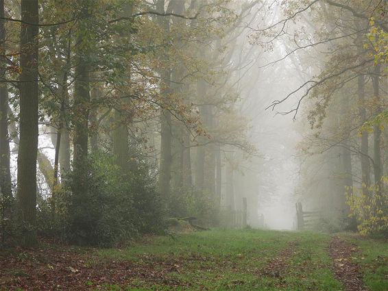 Het was mistig vandaag - Overpelt