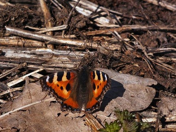 Het wordt écht lente... - Hamont-Achel