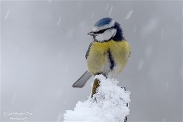 Het wordt koud: vergeet de vogels niet