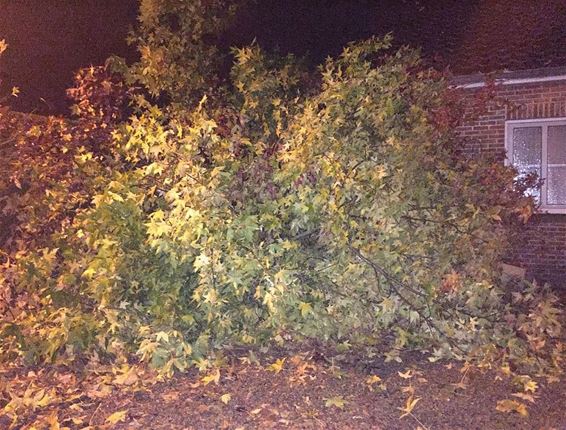 Hevige wind ontwortelde bomen - Neerpelt