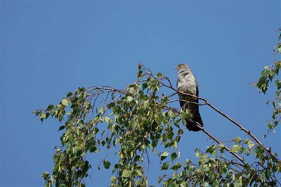 Hier issie dan: de koekoek - Pelt