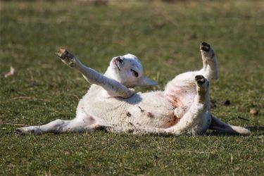 Hier komt de lente! - Beringen