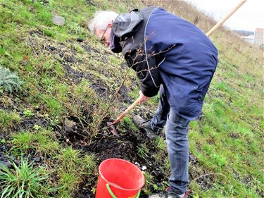 Historische rozen op terril doen het goed - Beringen