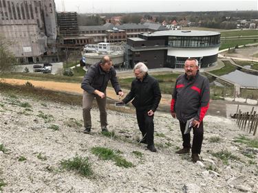 Historische wilde rozentuin op terril - Beringen