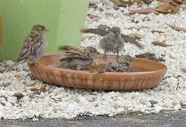 Hittegolf: denk aan de vogels