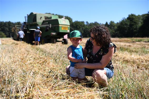 Hittegolf: extra werk voor de boeren - Beringen