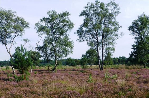 Hoe mooi de heide is in augustus - Hamont-Achel