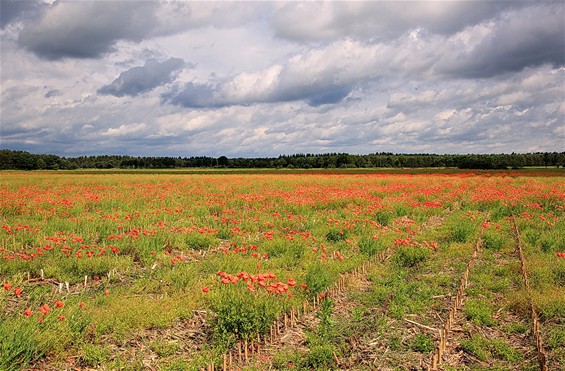 Hoe mooi kan het zijn... - Lommel