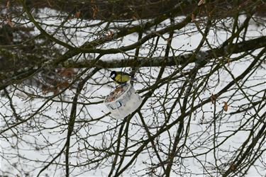 Hoe voeder je vogeltjes?