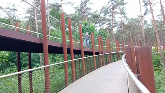 Hechtel-Eksel - Hoge bomen vangen veel wind
